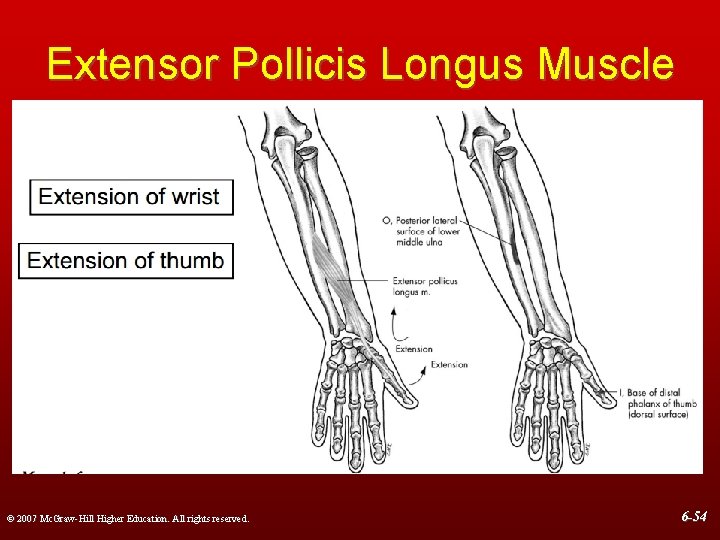 Extensor Pollicis Longus Muscle © 2007 Mc. Graw-Hill Higher Education. All rights reserved. 6