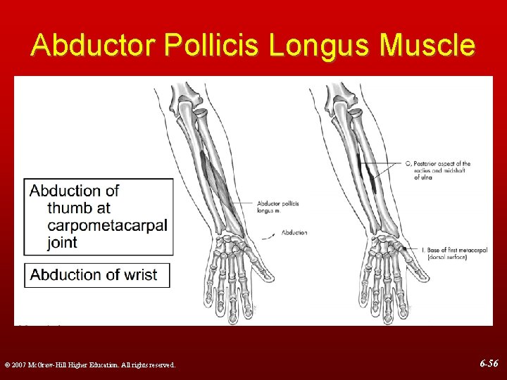 Abductor Pollicis Longus Muscle © 2007 Mc. Graw-Hill Higher Education. All rights reserved. 6