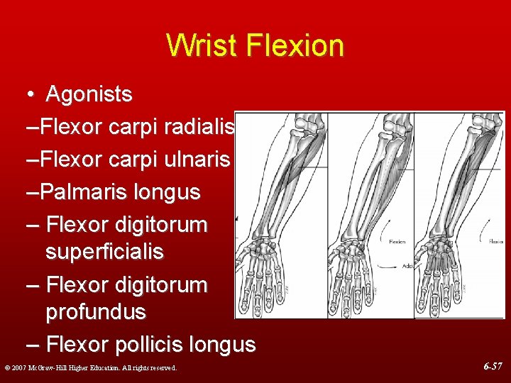 Wrist Flexion • Agonists –Flexor carpi radialis –Flexor carpi ulnaris –Palmaris longus – Flexor