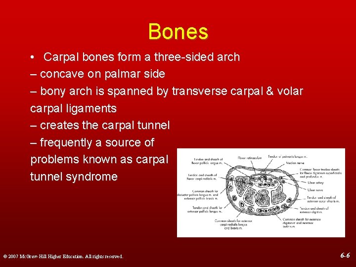 Bones • Carpal bones form a three-sided arch – concave on palmar side –