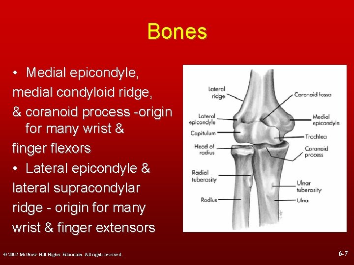 Bones • Medial epicondyle, medial condyloid ridge, & coranoid process -origin for many wrist