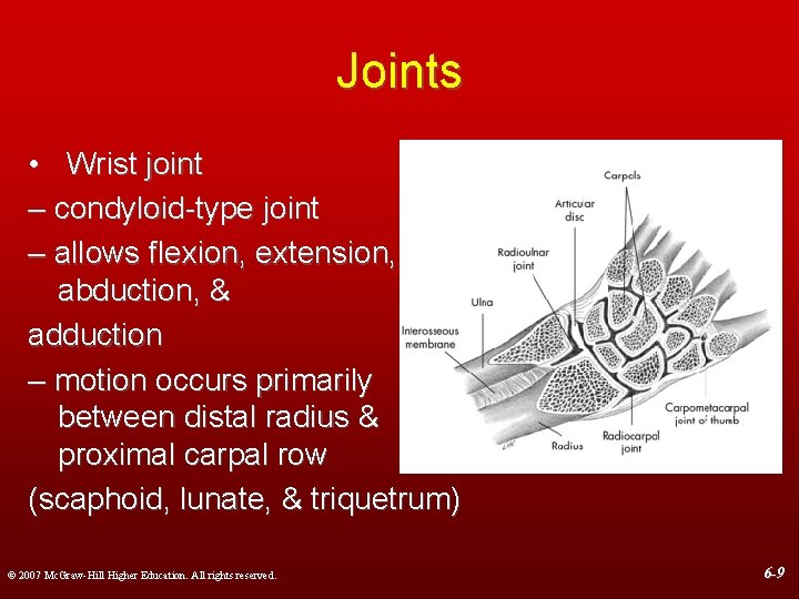 Joints • Wrist joint – condyloid-type joint – allows flexion, extension, abduction, & adduction