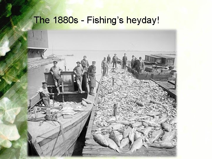 The 1880 s - Fishing’s heyday! 