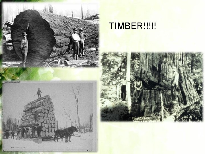 TIMBER!!!!! 