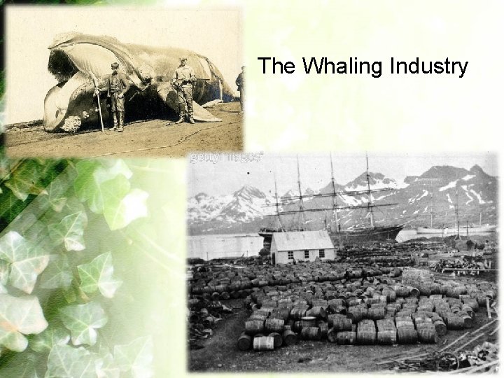 The Whaling Industry 