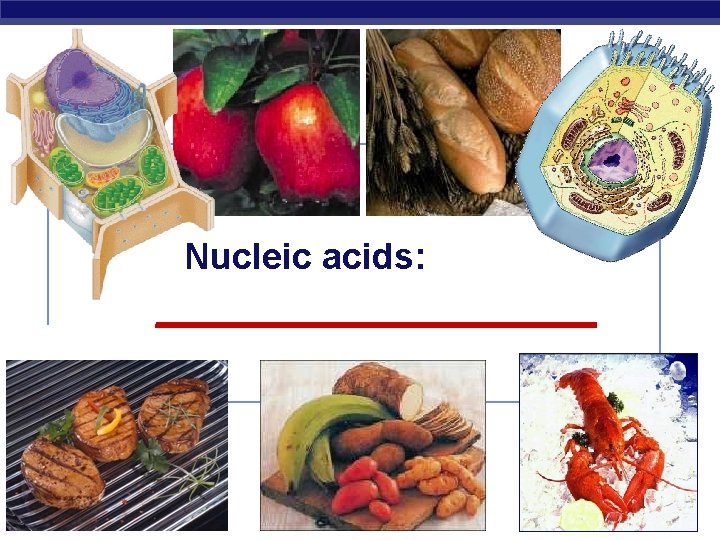 Nucleic acids: ___________ Regents Biology 2006 -2007 