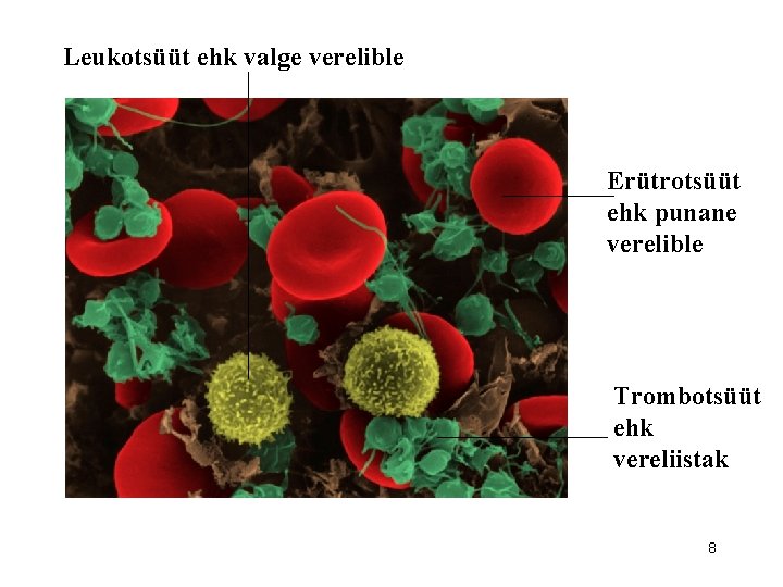 Leukotsüüt ehk valge verelible Erütrotsüüt ehk punane verelible Trombotsüüt ehk vereliistak 8 