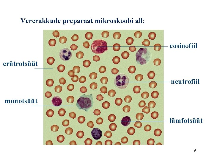 Vererakkude preparaat mikroskoobi all: eosinofiil erütrotsüüt neutrofiil monotsüüt lümfotsüüt 9 