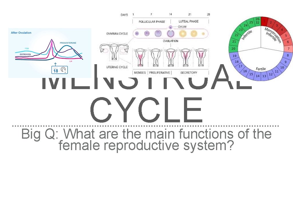 THE MENSTRUAL CYCLE Big Q: What are the main functions of the female reproductive