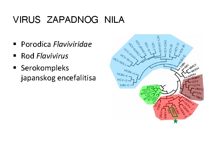 VIRUS ZAPADNOG NILA § Porodica Flaviviridae § Rod Flavivirus § Serokompleks japanskog encefalitisa 