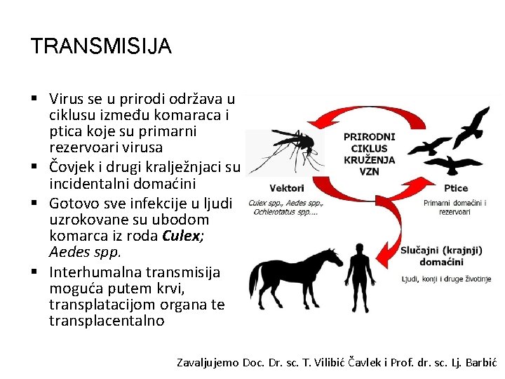 TRANSMISIJA § Virus se u prirodi održava u ciklusu između komaraca i ptica koje