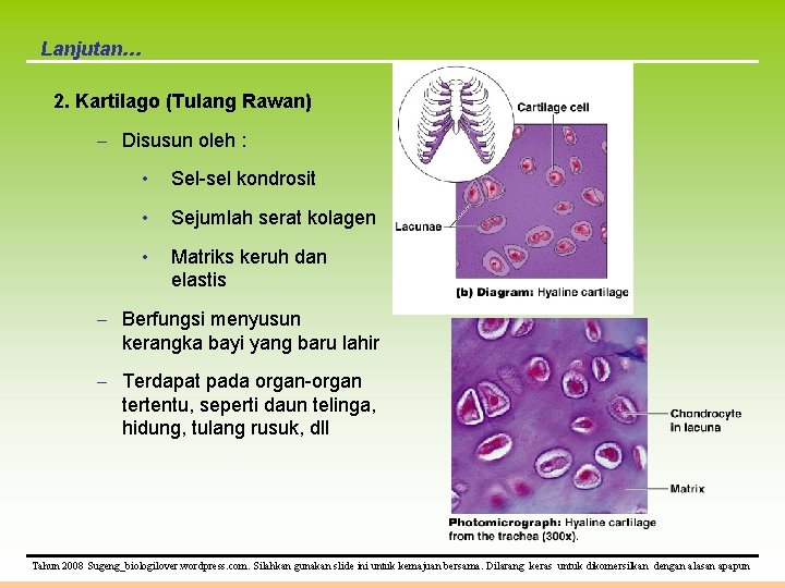 Lanjutan… 2. Kartilago (Tulang Rawan) – Disusun oleh : • Sel-sel kondrosit • Sejumlah