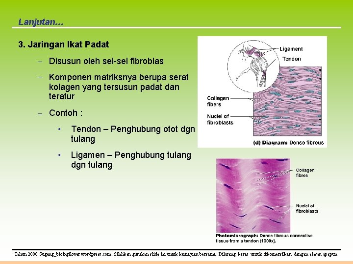 Lanjutan… 3. Jaringan Ikat Padat – Disusun oleh sel-sel fibroblas – Komponen matriksnya berupa