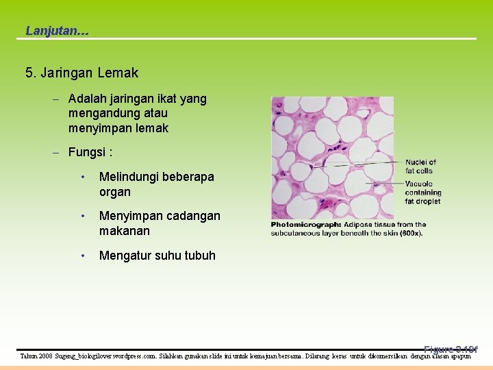 Lanjutan… 5. Jaringan Lemak – Adalah jaringan ikat yang mengandung atau menyimpan lemak –