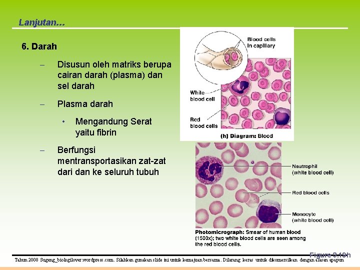 Lanjutan… 6. Darah – Disusun oleh matriks berupa cairan darah (plasma) dan sel darah