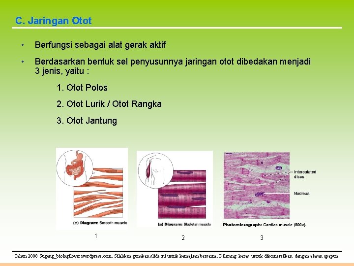 C. Jaringan Otot • Berfungsi sebagai alat gerak aktif • Berdasarkan bentuk sel penyusunnya