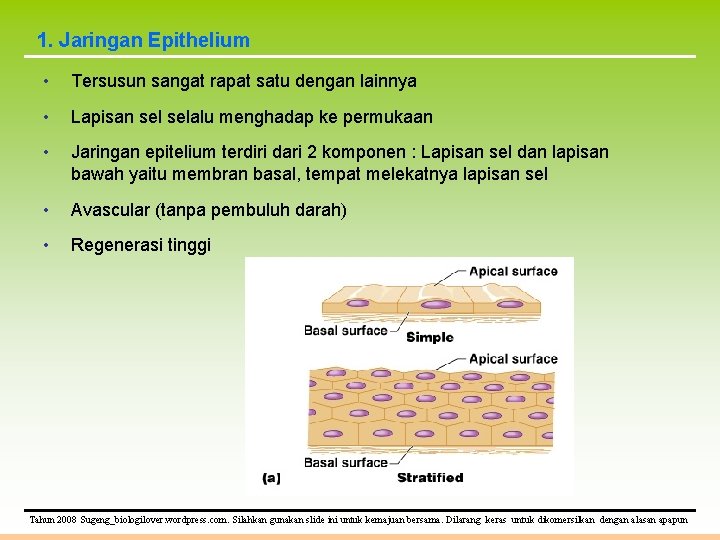 1. Jaringan Epithelium • Tersusun sangat rapat satu dengan lainnya • Lapisan selalu menghadap