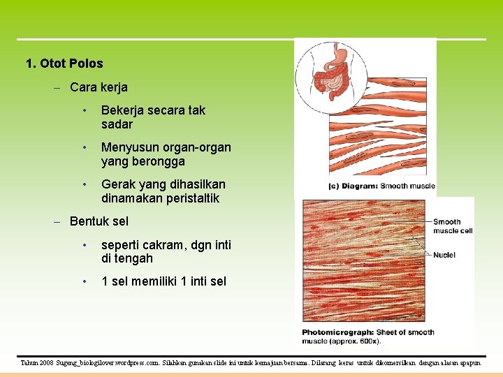 1. Otot Polos – Cara kerja • Bekerja secara tak sadar • Menyusun organ-organ