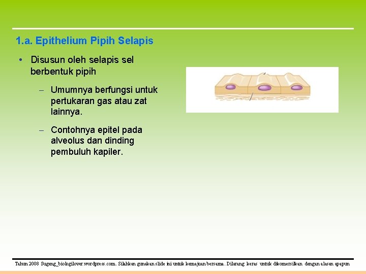 1. a. Epithelium Pipih Selapis • Disusun oleh selapis sel berbentuk pipih – Umumnya