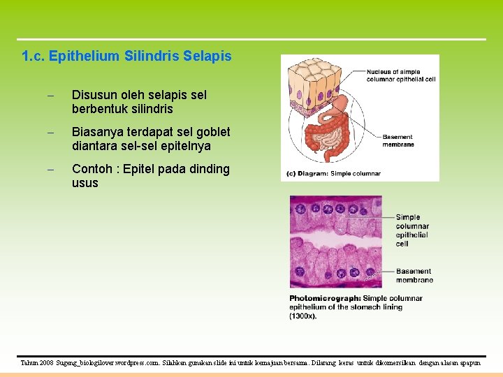 1. c. Epithelium Silindris Selapis – Disusun oleh selapis sel berbentuk silindris – Biasanya