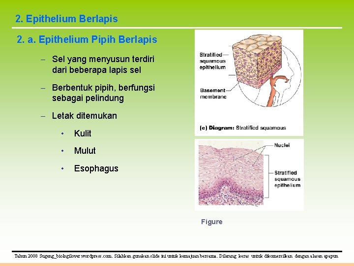 2. Epithelium Berlapis 2. a. Epithelium Pipih Berlapis – Sel yang menyusun terdiri dari