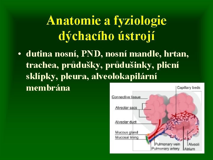 Anatomie a fyziologie dýchacího ústrojí • dutina nosní, PND, nosní mandle, hrtan, trachea, průdušky,