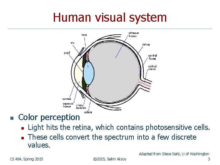 Human visual system n Color perception n n Light hits the retina, which contains