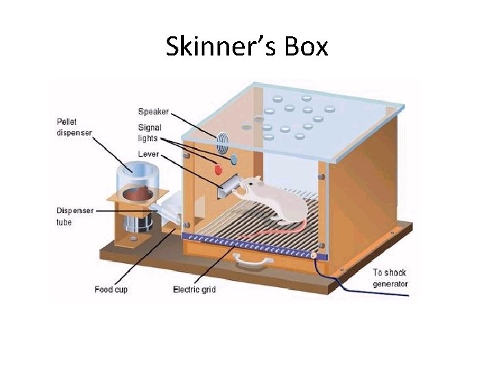 Skinner’s Box Skinner’s Box