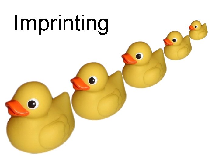 Imprinting 