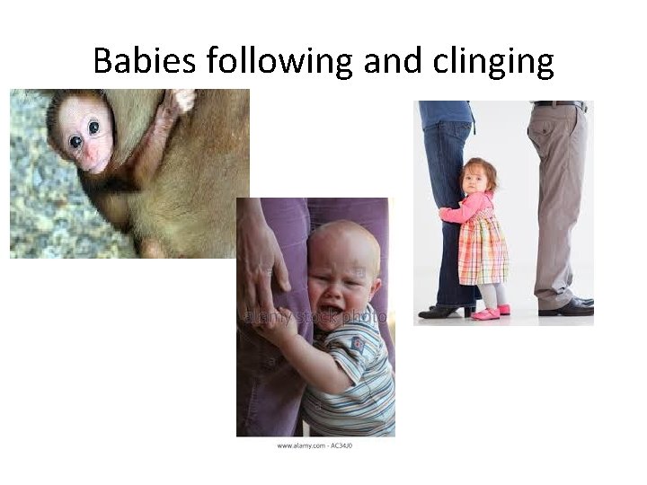 Babies following and clinging 