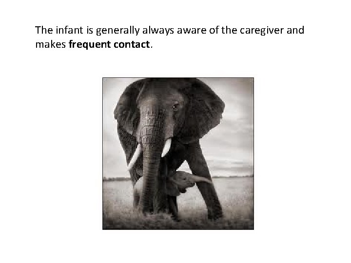 The infant is generally always aware of the caregiver and makes frequent contact. 