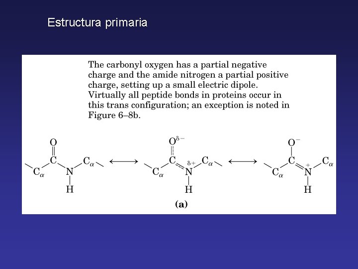 Estructura primaria 