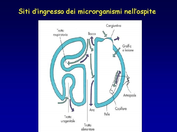 Siti d’ingresso dei microrganismi nell’ospite 
