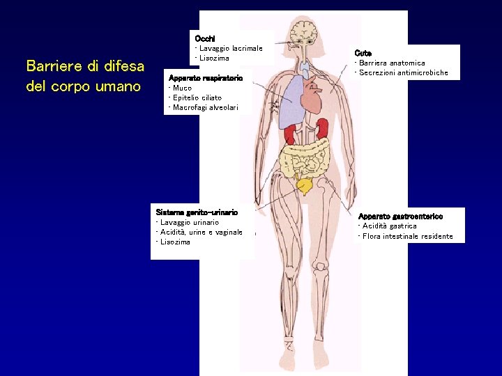 Barriere di difesa del corpo umano Occhi • Lavaggio lacrimale • Lisozima Apparato respiratorio