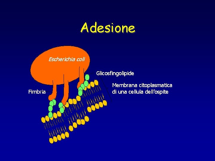 Adesione Escherichia coli Glicosfingolipide Fimbria Membrana citoplasmatica di una cellula dell’ospite 