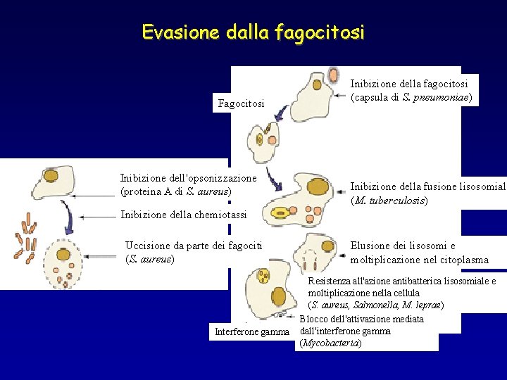 Evasione dalla fagocitosi Fagocitosi Inibizione dell'opsonizzazione (proteina A di S. aureus) Inibizione della fagocitosi