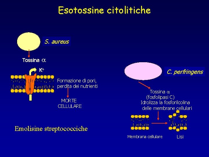 Esotossine citolitiche S. aureus Tossina a K+ C. perfringens Formazione di pori, perdita dei
