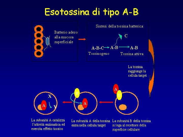 Esotossina di tipo A-B Sintesi della tossina batterica Batterio adeso alla mucosa superficiale C