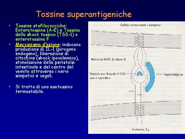 Tossine superantigeniche • • • Tossine stafilococciche: Enterotossine (A-E) e Tossina dello shock tossico