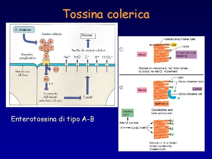 Tossina colerica Enterotossina di tipo A-B 