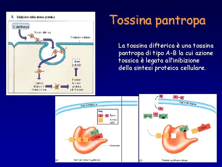 Tossina pantropa La tossina difterica è una tossina pantropa di tipo A-B la cui