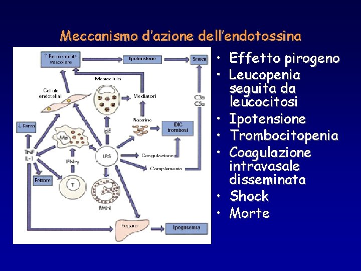 Meccanismo d’azione dell’endotossina • Effetto pirogeno • Leucopenia seguita da leucocitosi • Ipotensione •