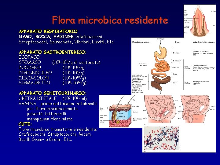 Flora microbica residente APPARATO RESPIRATORIO NASO, BOCCA, FARINGE: Stafilococchi, Streptococchi, Spirochete, Vibrioni, Lieviti, Etc.