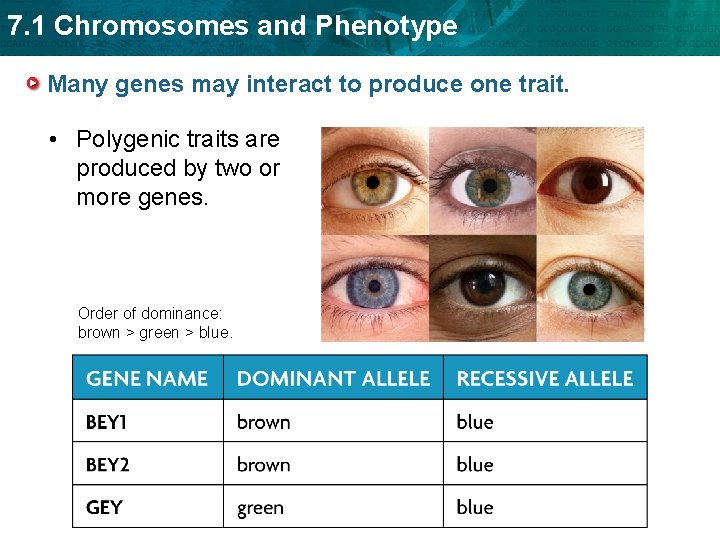 7. 1 Chromosomes and Phenotype Many genes may interact to produce one trait. •