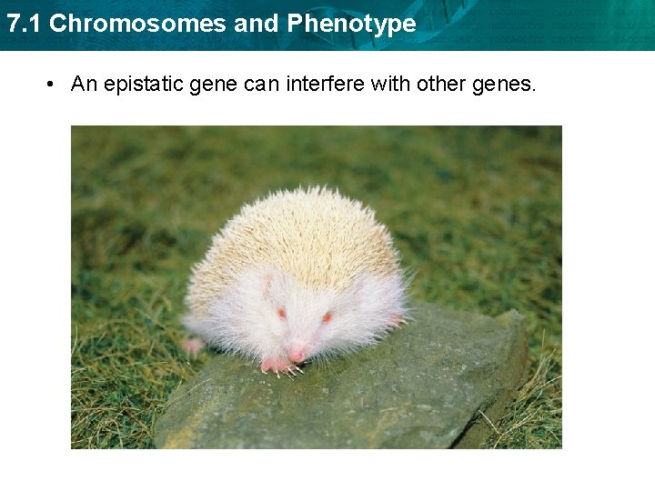 7. 1 Chromosomes and Phenotype • An epistatic gene can interfere with other genes.