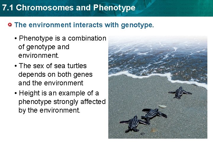 7. 1 Chromosomes and Phenotype The environment interacts with genotype. • Phenotype is a