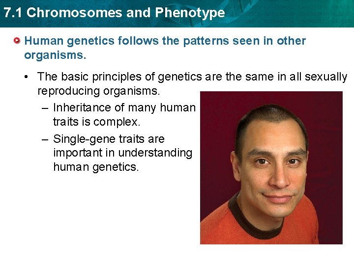 7. 1 Chromosomes and Phenotype Human genetics follows the patterns seen in other organisms.