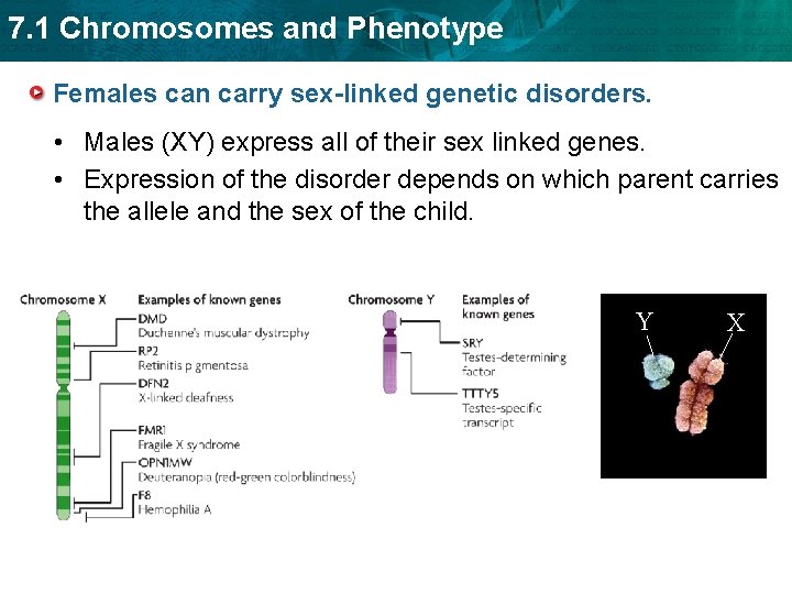 7. 1 Chromosomes and Phenotype Females can carry sex-linked genetic disorders. • Males (XY)