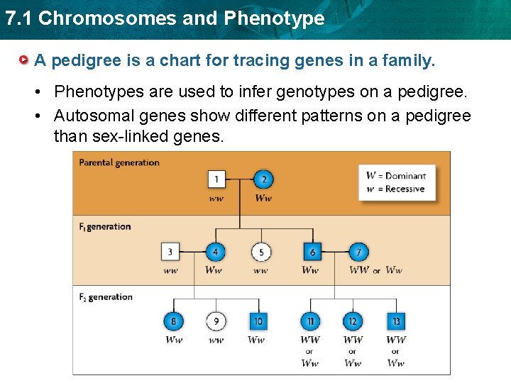 7. 1 Chromosomes and Phenotype A pedigree is a chart for tracing genes in