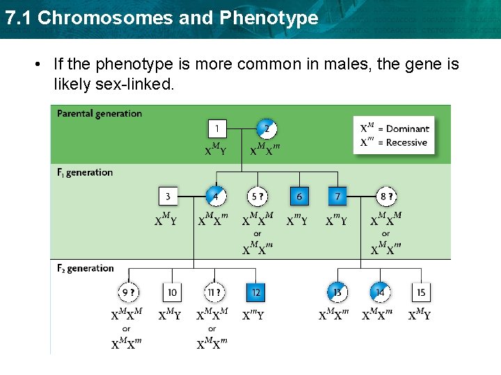 7. 1 Chromosomes and Phenotype • If the phenotype is more common in males,